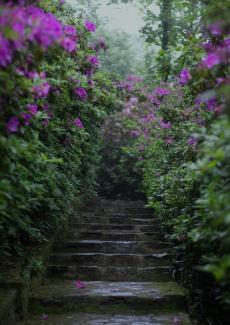 Un escalier en pierre bordé d'arbustes fleuris